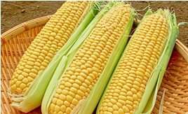 corn